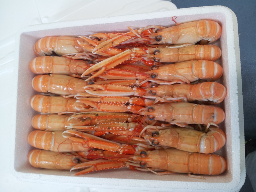 LANGOUSTINES ENTIÃˆRES CRUES CONGELÃ‰ES BORD / CONGELÃ‰ES TERRE - ALMAFOOD